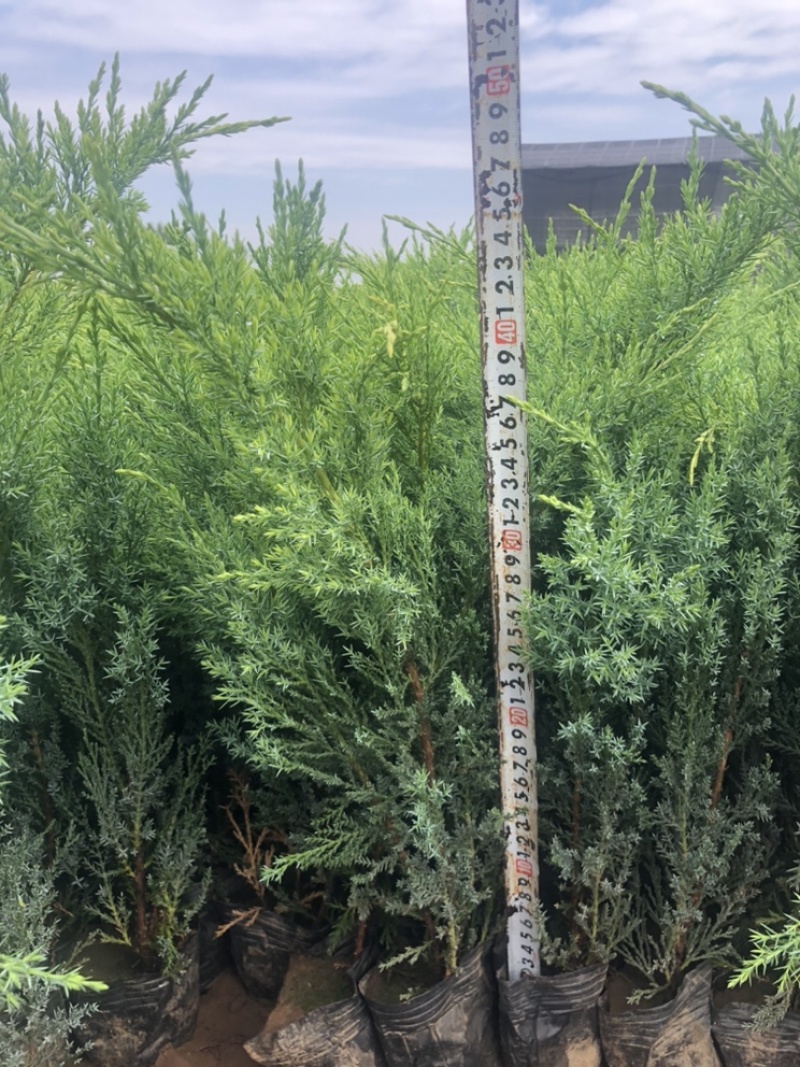 沙地柏，基地现货供应，可视频看货质量保证欢迎采购