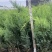 沙地柏,基地现货供应,可视频看货质量保证欢迎采购