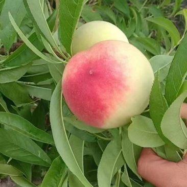 各种桃子大量上市中