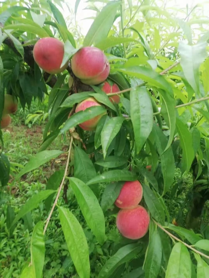 各种桃子大量上市中