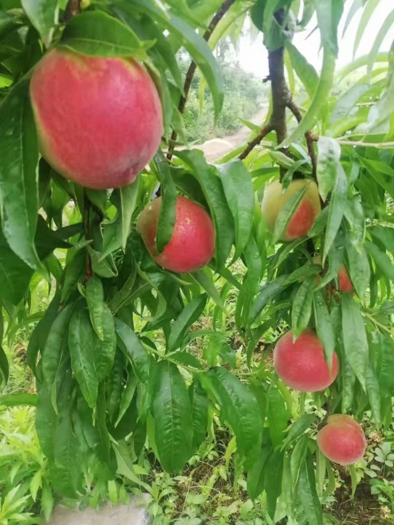 各种桃子大量上市中