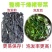 裙带菜整棵裙带菜三证齐全质量保证支持代发大量批