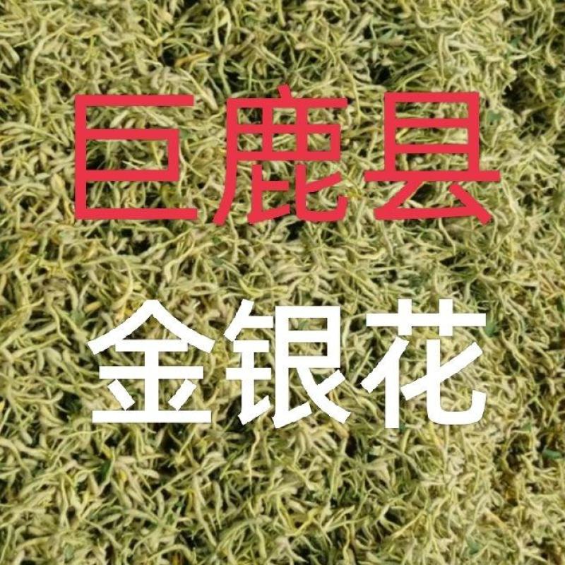 巨鹿金银花批发销售