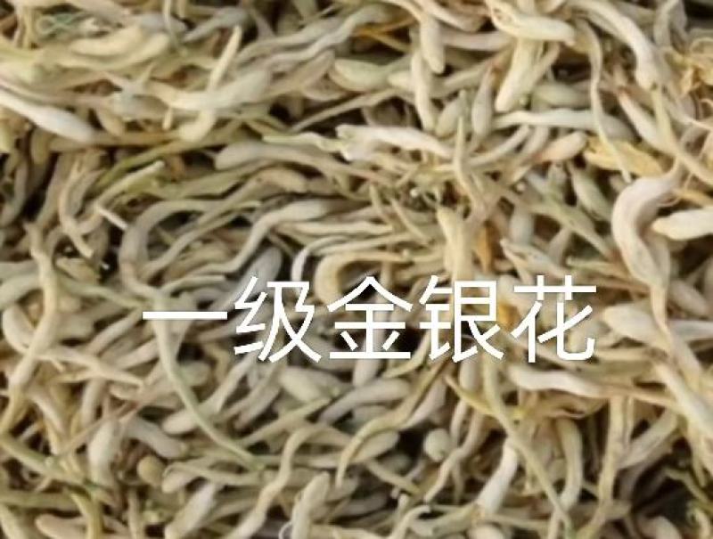 巨鹿金银花批发销售