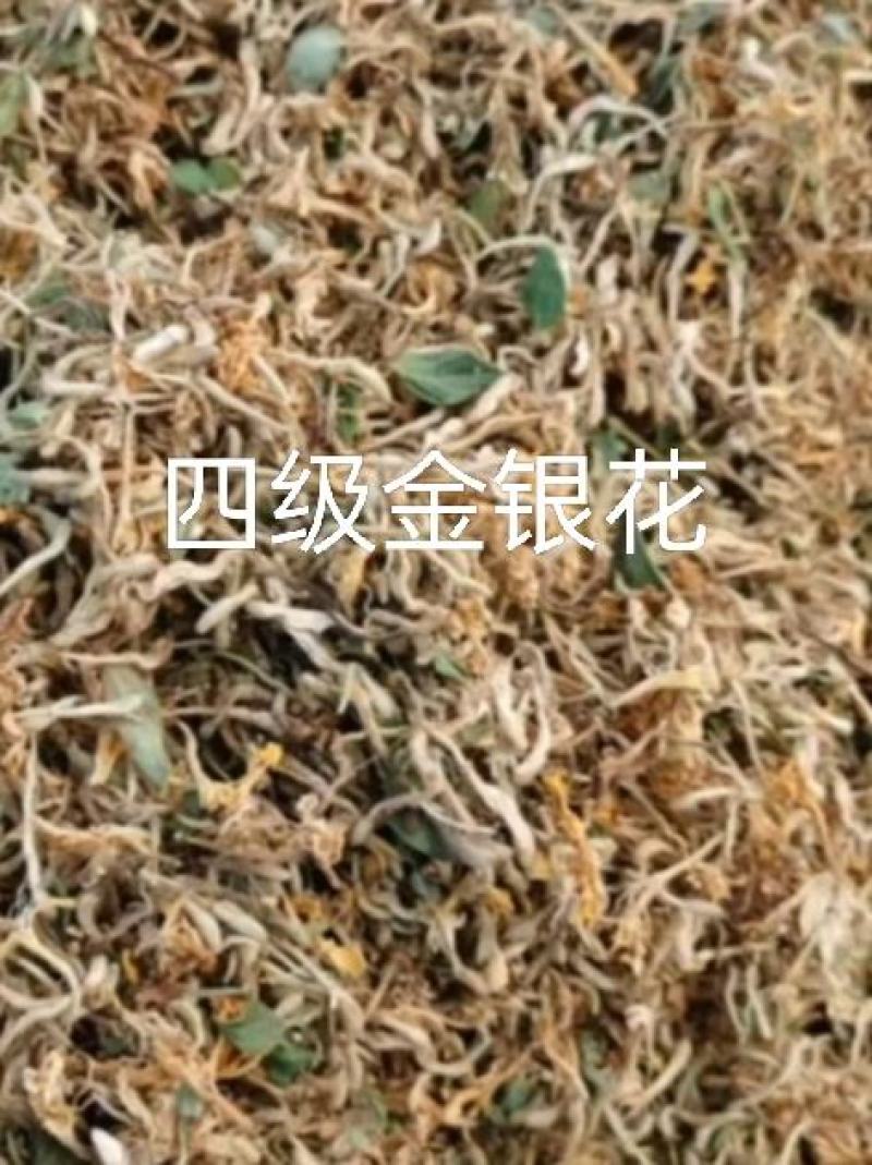 巨鹿金银花批发销售