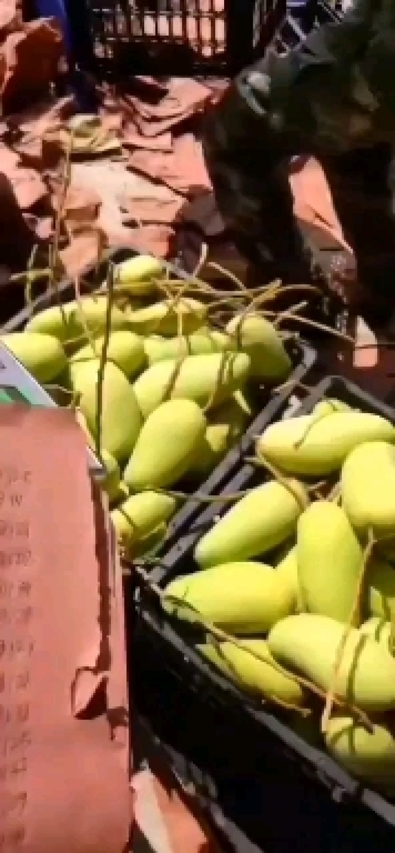 大金煌芒果黄皮源头供应一件代发市场代收代办实力靠谱