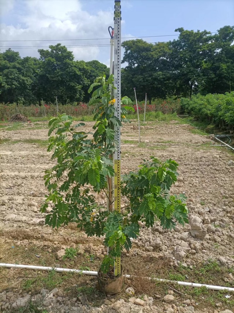 黄槐