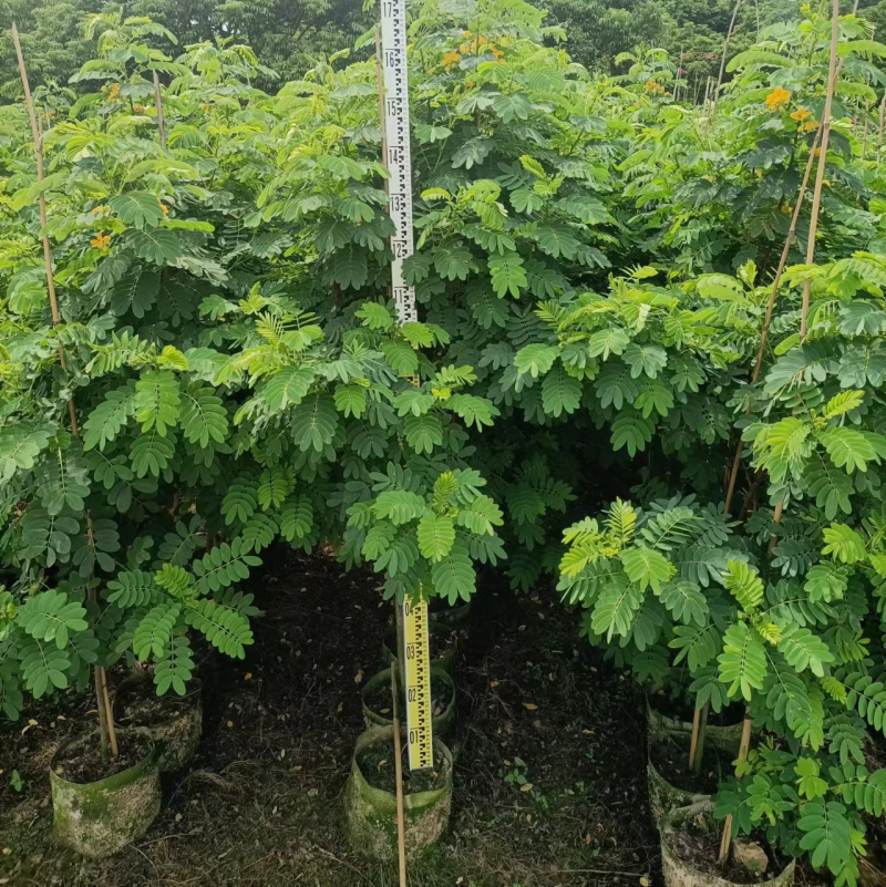 黄槐