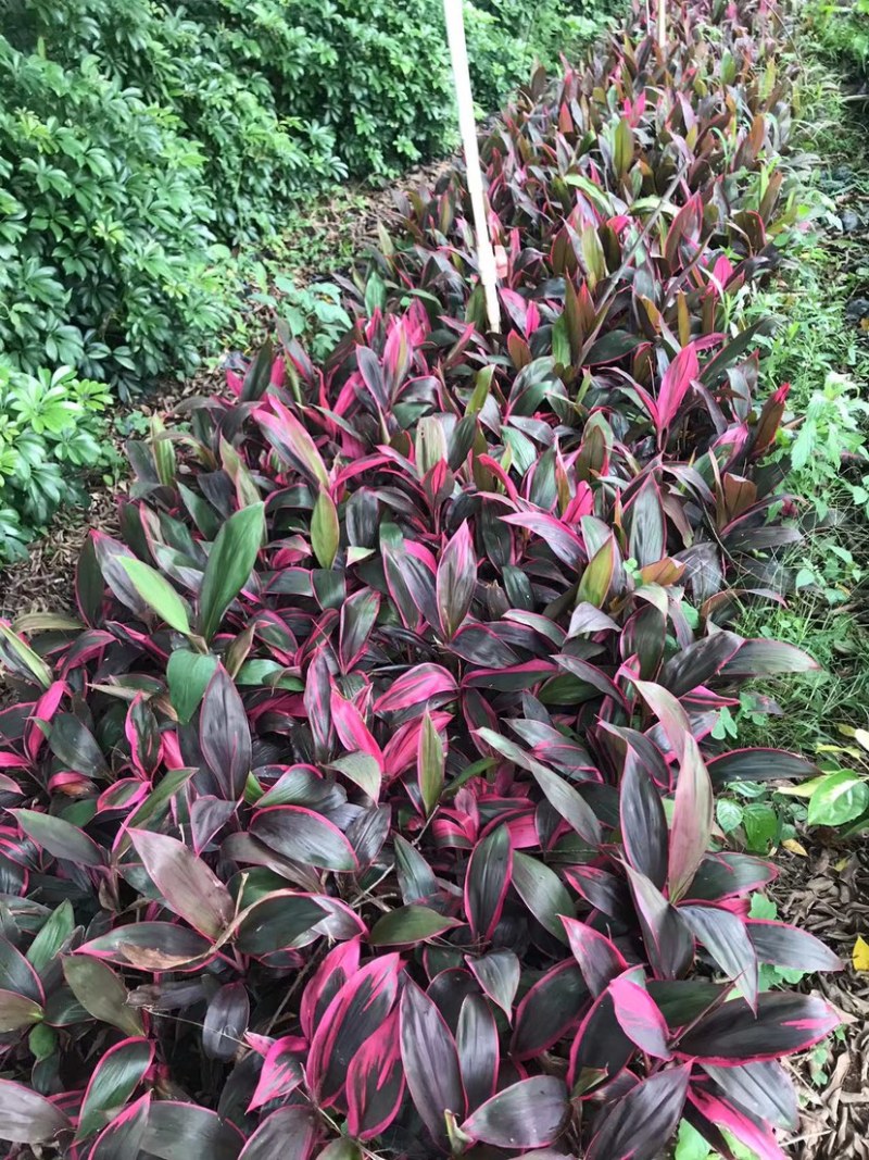 朱蕉