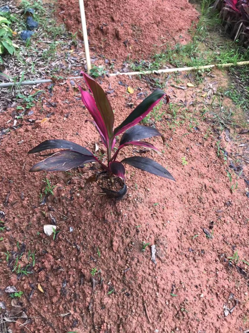 朱蕉