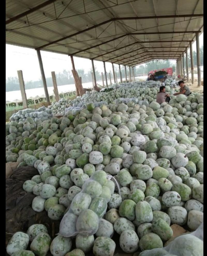 冬瓜质优价廉量大从优一手货源基地直发质量保障视频看货
