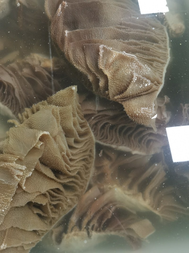 黑个毛肚，火锅搭档，麻辣烫自助餐，凉拌佳品，脆爽美味