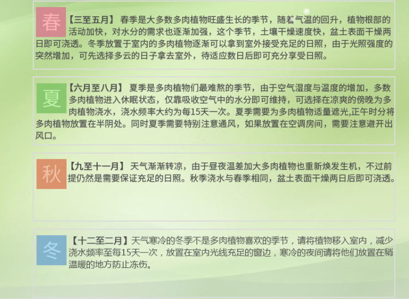 金枝玉叶多肉植物老桩雅乐之舞开花室内阳台盆栽绿植吸甲醛