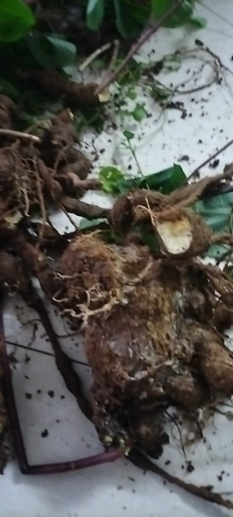 千金藤，全棵鲜货，一手货源，大量供应，欢迎光临各地老板合