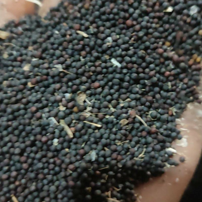 简阳油菜籽