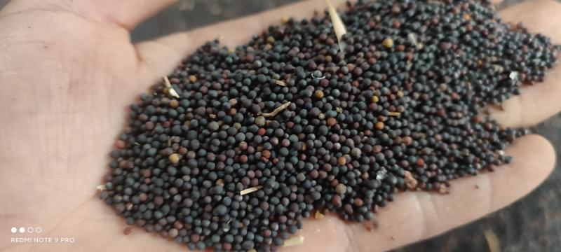 简阳油菜籽