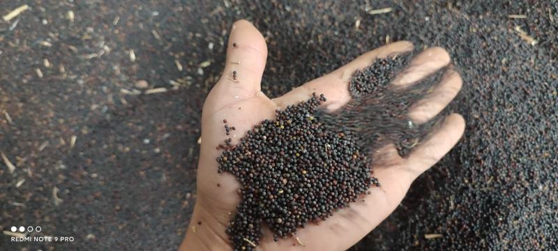 简阳油菜籽
