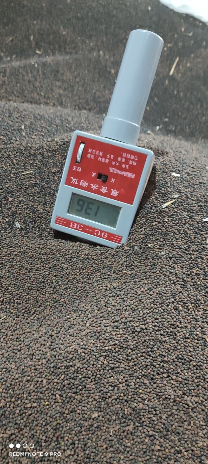 简阳油菜籽