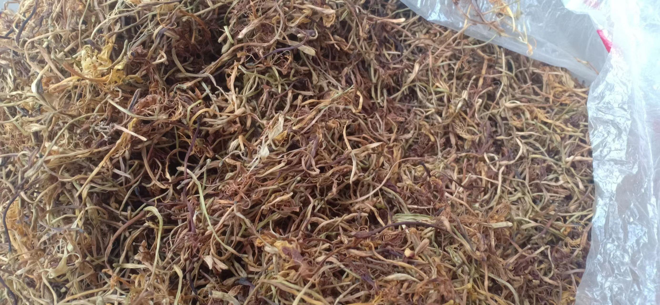 八角金盘泡茶图,展示其干燥叶片泡水饮用的方式 八角金盘泡茶图