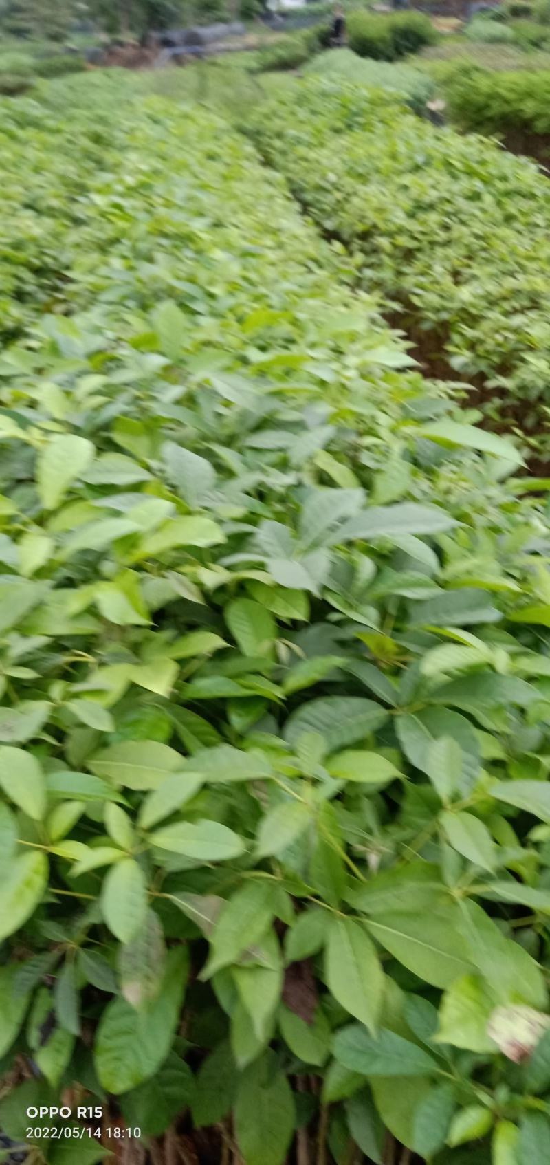 洋红风铃工程树苗合适公路公园大树种植快大快高品种