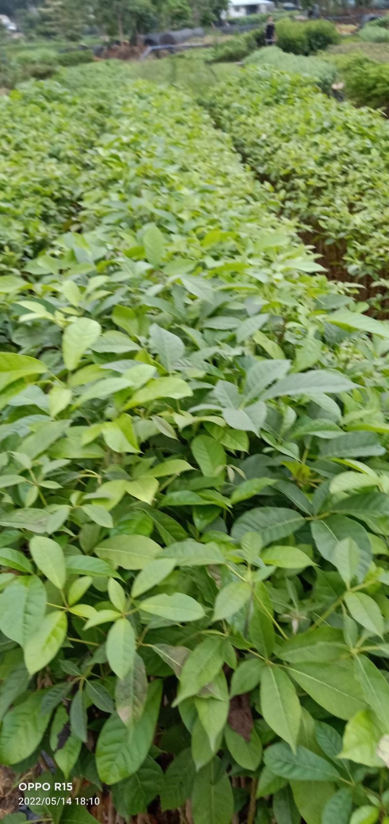 洋红风铃工程树苗合适公路公园大树种植快大快高品种
