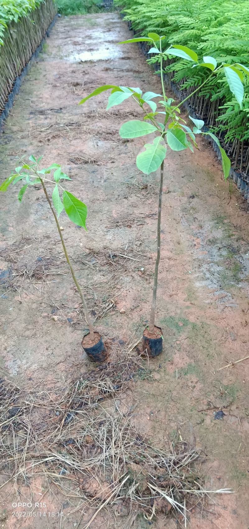 洋红风铃工程树苗合适公路公园大树种植快大快高品种