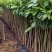洋红风铃工程树苗合适公路公园大树种植快大快高品种
