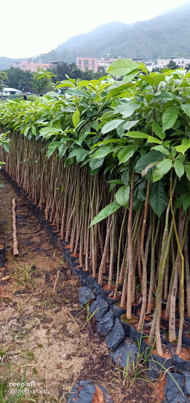 洋红风铃工程树苗合适公路公园大树种植快大快高品种