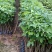 洋红风铃工程树苗合适公路公园大树种植快大快高品种