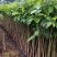 洋红风铃工程树苗合适公路公园大树种植快大快高品种