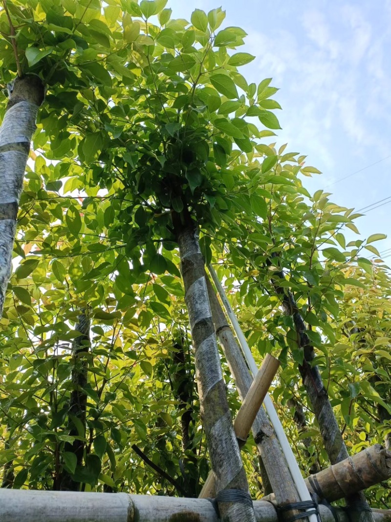 5公分樟树大量出售
