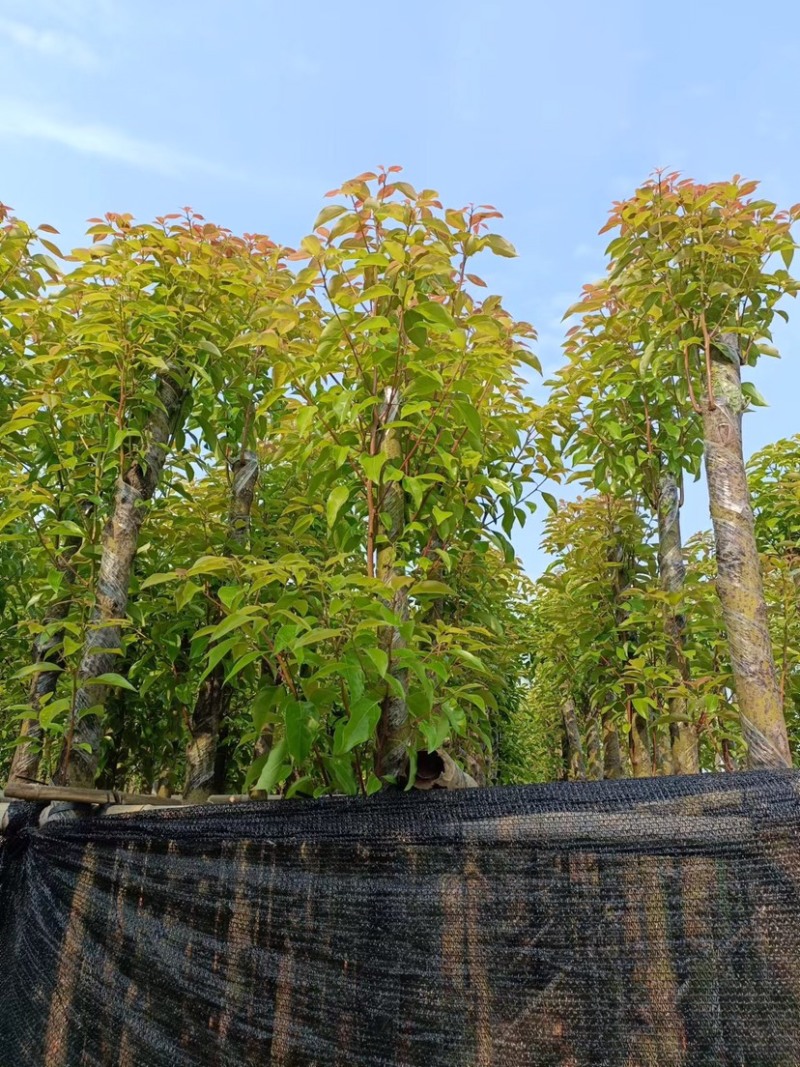 5公分樟树大量出售