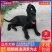 纯种黑狼幼犬活体大骨架巨型黑狼犬