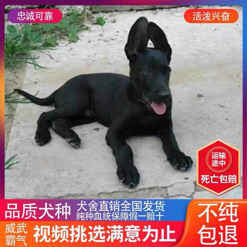 纯种黑狼幼犬活体大骨架巨型黑狼犬