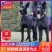 纯种黑狼幼犬活体大骨架巨型黑狼犬