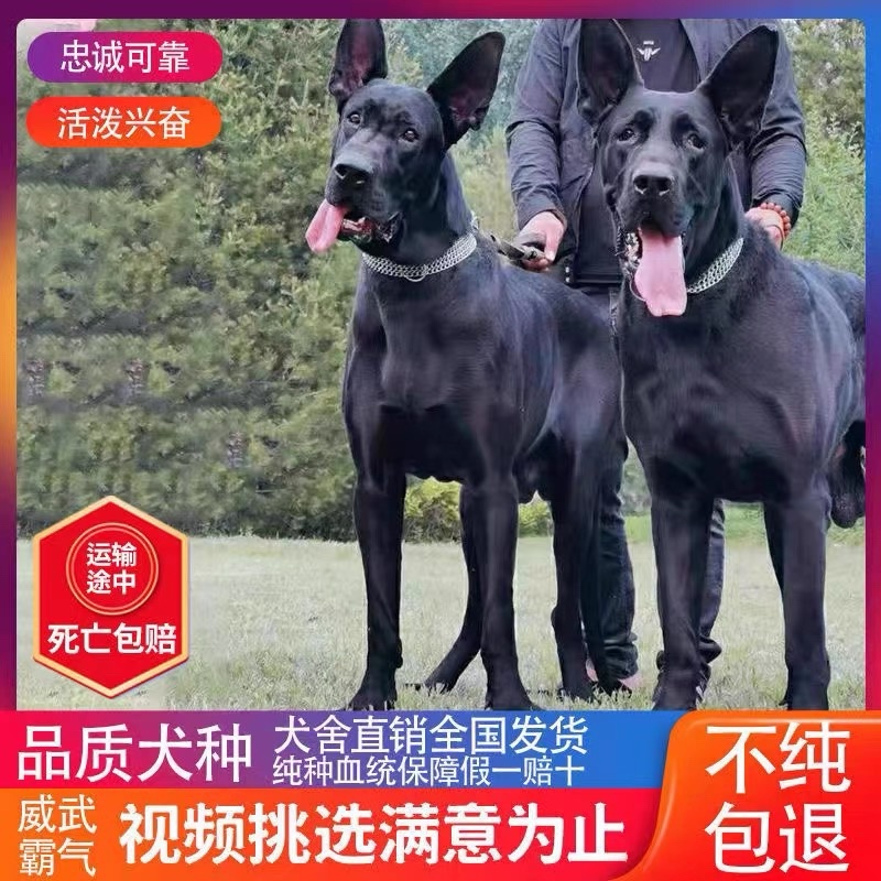 纯种黑狼幼犬活体大骨架巨型黑狼犬