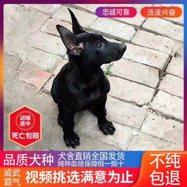 纯种黑狼幼犬活体大骨架巨型黑狼犬