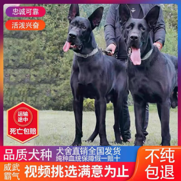 纯种黑狼幼犬