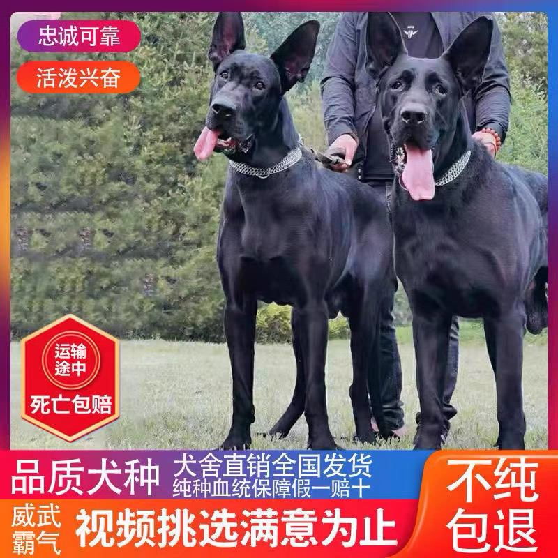 纯种黑狼幼犬