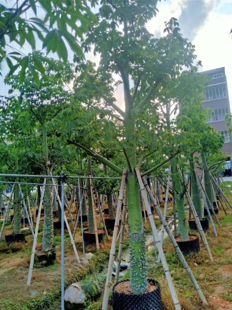 大量美丽异木棉10至30分出售