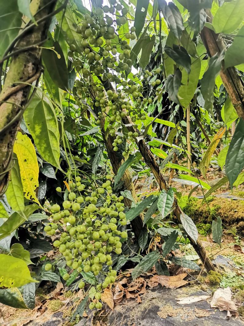 云南地苦胆种子产地直销质量保障对接全国欢迎订购