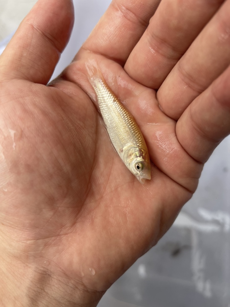 草鱼苗俄罗斯金丝草鱼苗优质鱼苗价格优惠