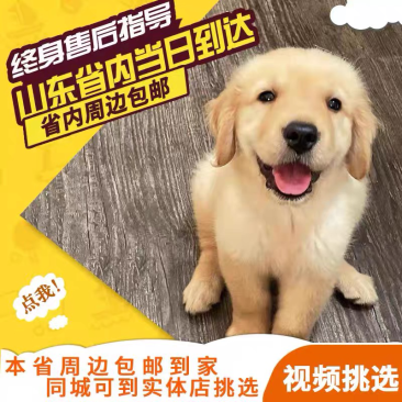 纯种金毛犬