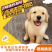 纯种金毛犬