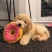 纯种金毛犬