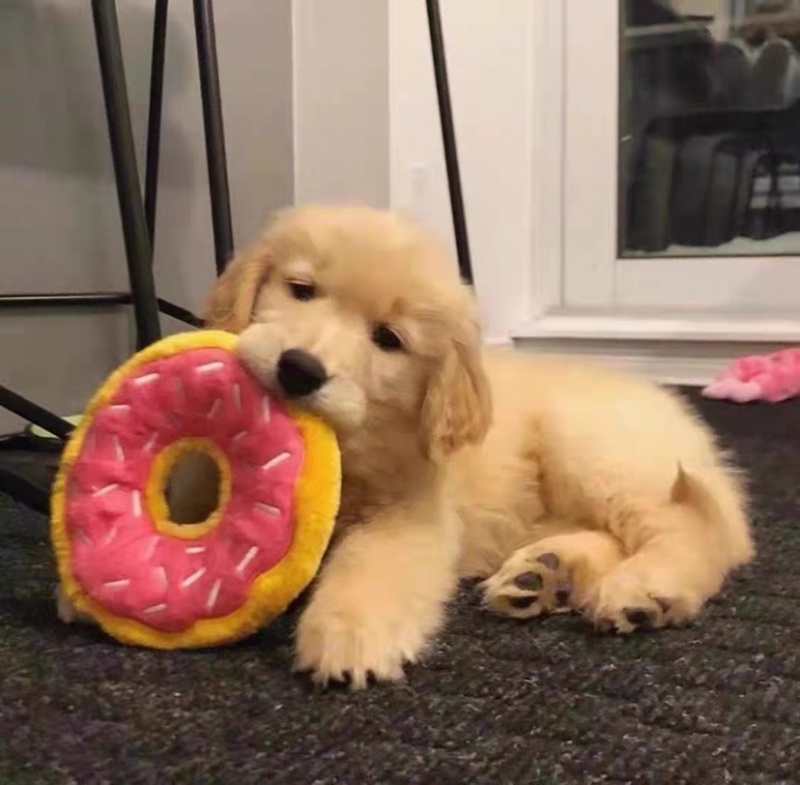 纯种金毛犬