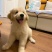 纯种金毛犬