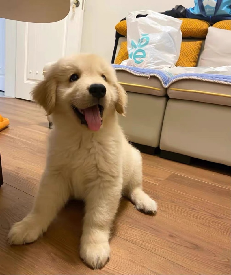 纯种金毛犬