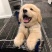 纯种金毛犬