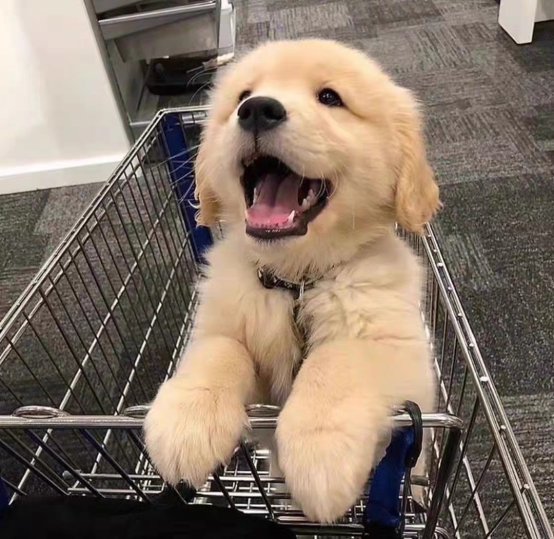 纯种金毛犬